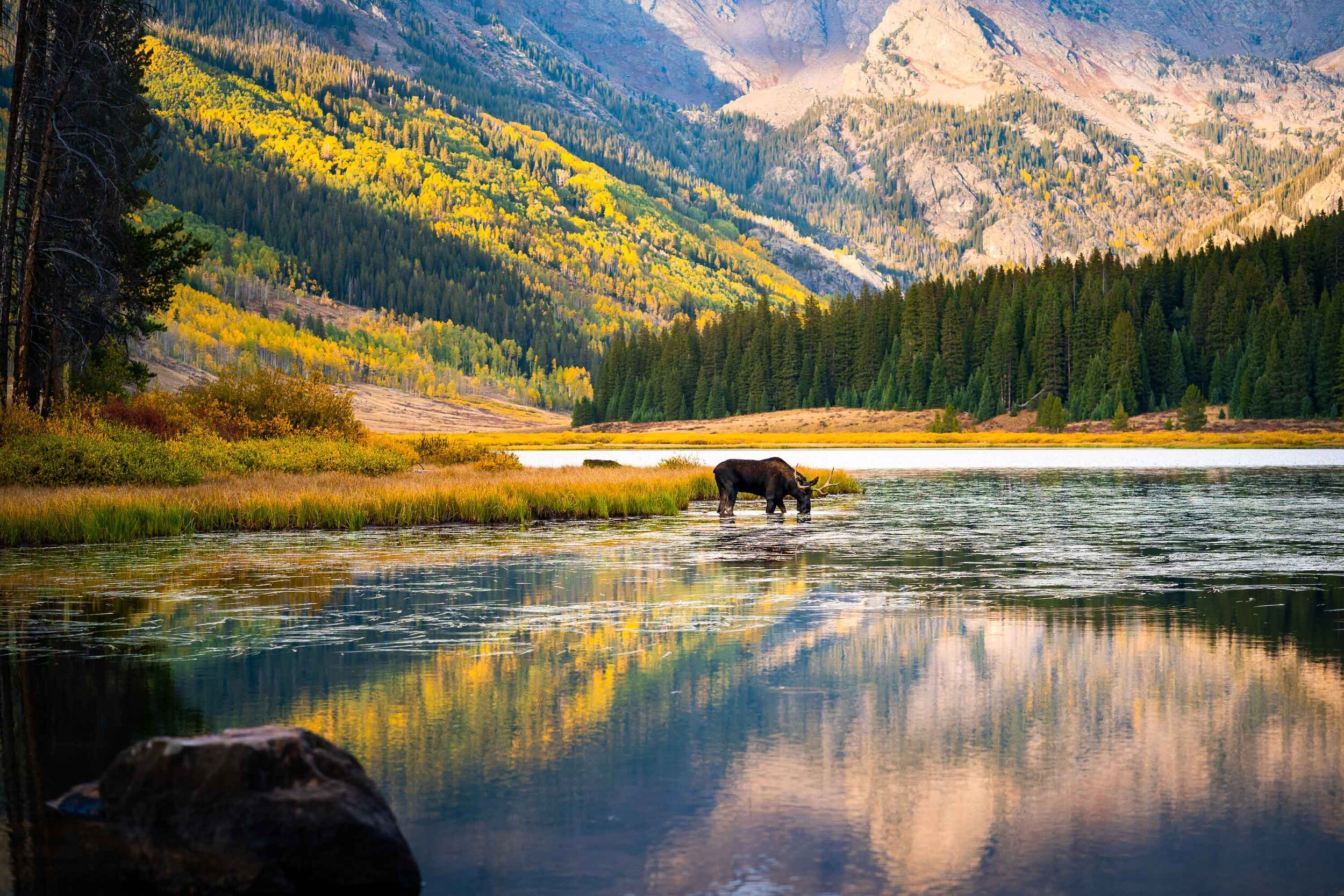 Engaged couple embraces as they watch a moose walk by during a portrait session by the lake during golden hour in the peak of the fall season with foliage all around, Engagement Session, Engagement Photos, Engagement Photos Inspiration, Engagement Photography, Engagement Photographer, Fall Engagement Photos, Mountain Engagement Photos, Piney River Ranch engagement photos, Vail engagement session, Vail engagement photos, Vail engagement photography, Vail engagement photographer, Vail engagement inspiration, Colorado engagement session, Colorado engagement photos, Colorado engagement photography, Colorado engagement photographer, Colorado engagement inspiration