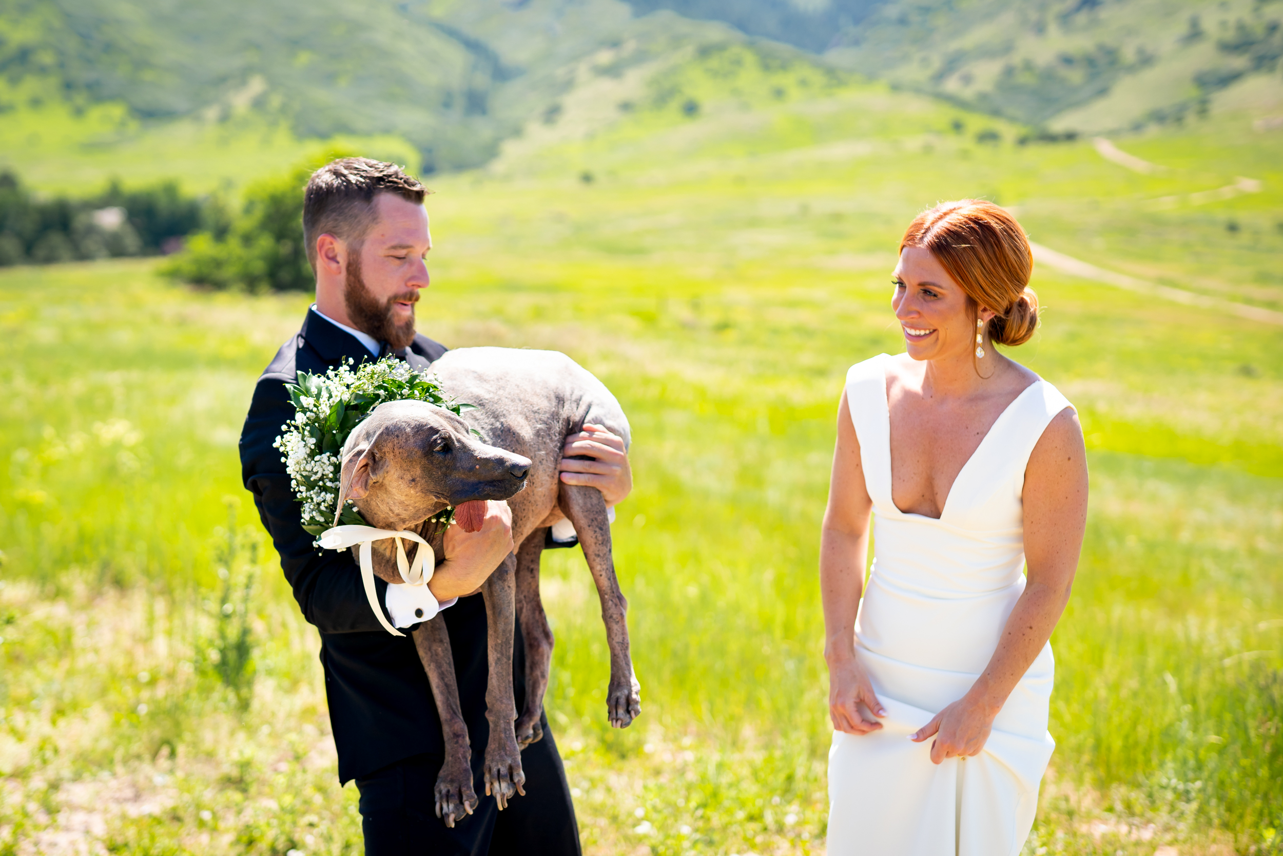 Ashley & Alex's wedding at The Manor House in June, in Littleton, Colorado. Manor House Wedding, Littleton, Denver, Colorado, Denver Wedding Photographer, Denver Wedding Photos, Denver Wedding, Dogs with bride and groom