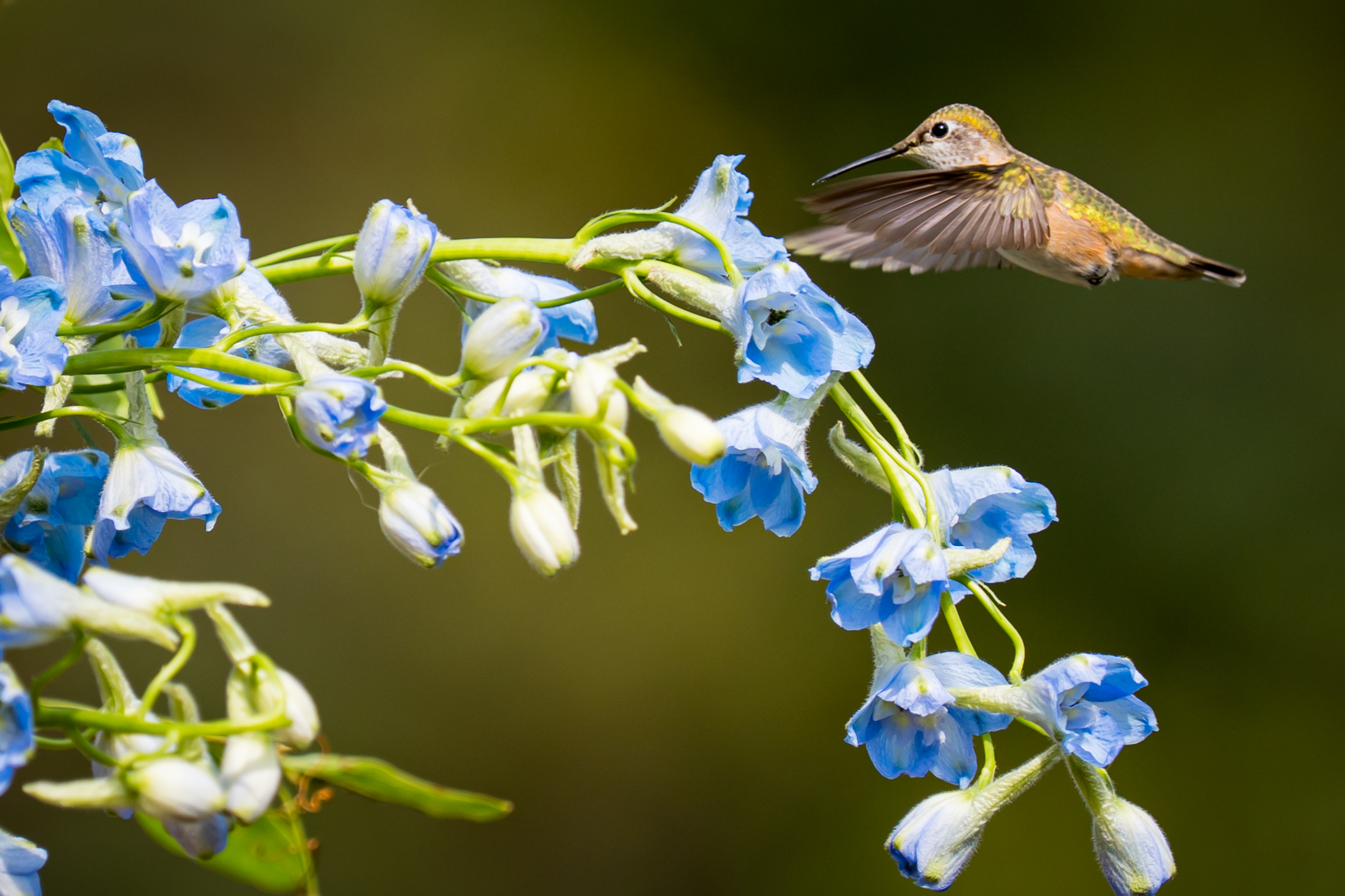 A hummingbird takes nectar from a flower on a wedding arch during a wedding ceremony